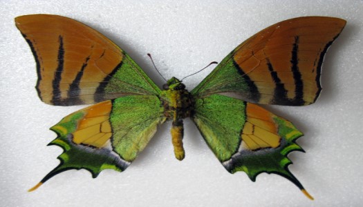 Các loại bướm xuất hiện phổ biến ở Việt Nam